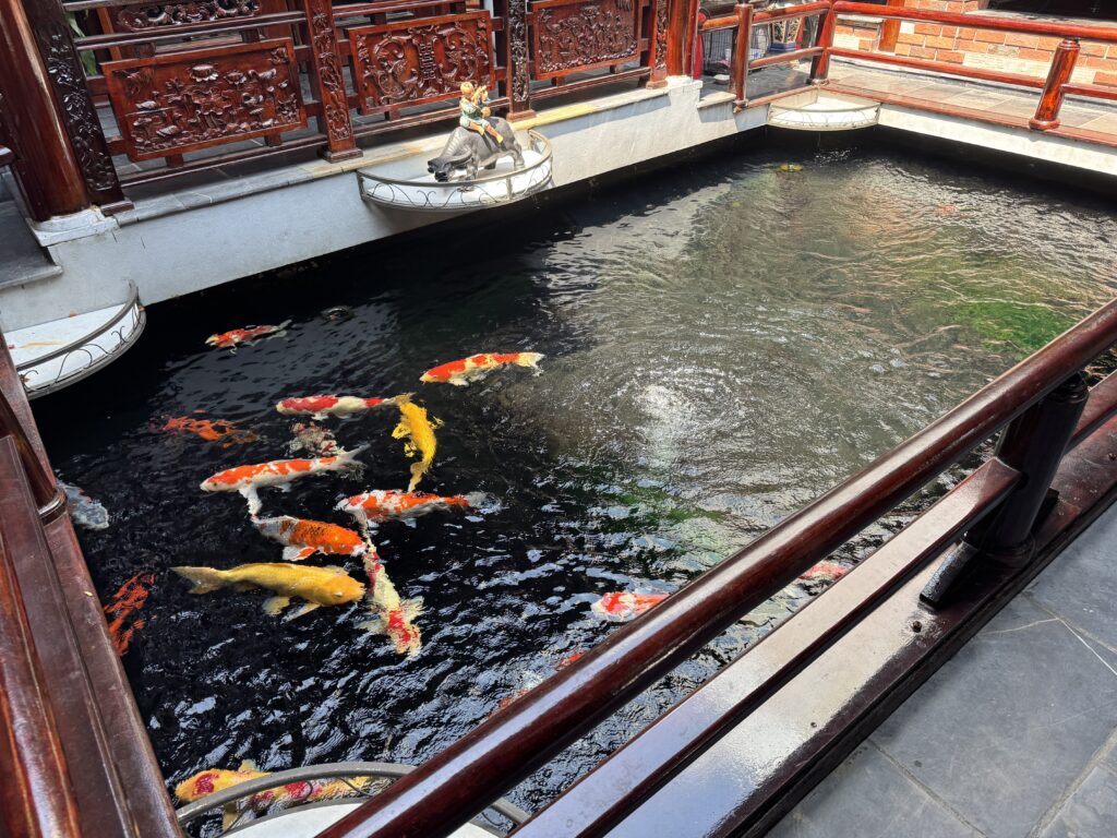 Colorful koi fish swimming in an indoor pond at a traditional Vietnamese cafe